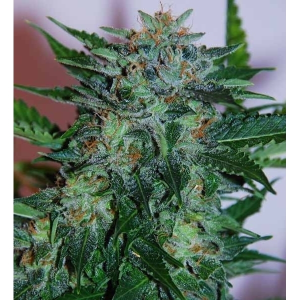 Flash Babylon Auto (Samsara Seeds) Feminizada
