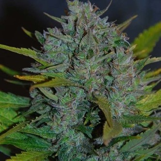 Ultraviolet Autoflower (Samsara Seeds) feminizada