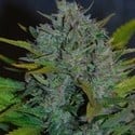 Ultraviolet Autoflower (Samsara Seeds) feminizada