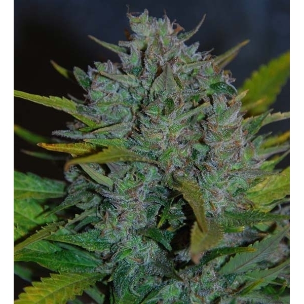 Ultraviolet Autoflower (Samsara Seeds) feminizada