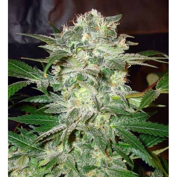 Mazar Kush (World Of Seeds) feminizada