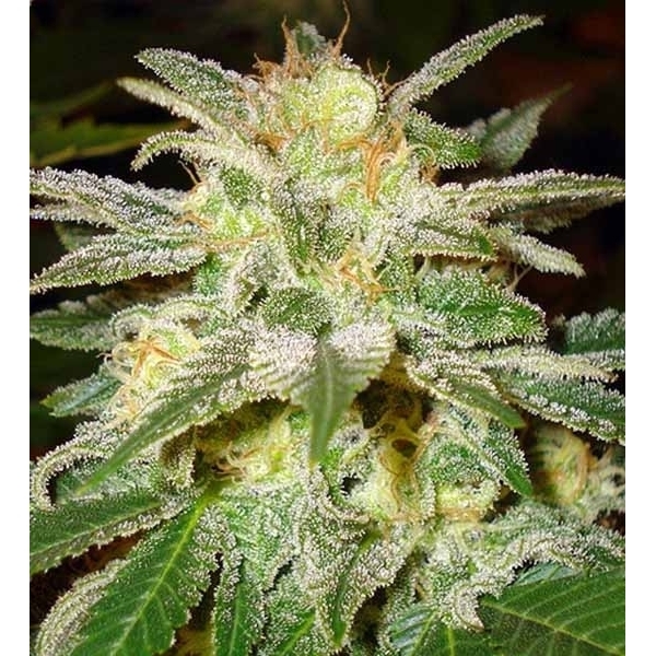 New York 47 (World Of Seeds) feminizada