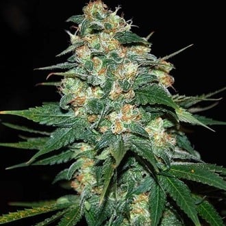 Skunk 47 (World Of Seeds) feminizada