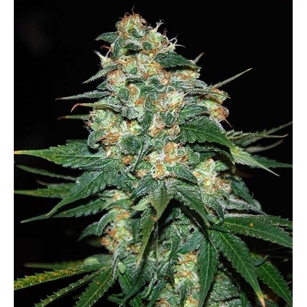 Skunk 47 (World Of Seeds) feminizada
