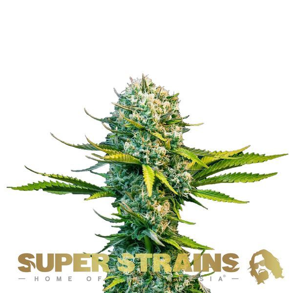 Next Of Kin (Super Strains) feminizada