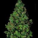 Membrana Hiper Auto (VIP Seeds) feminizada