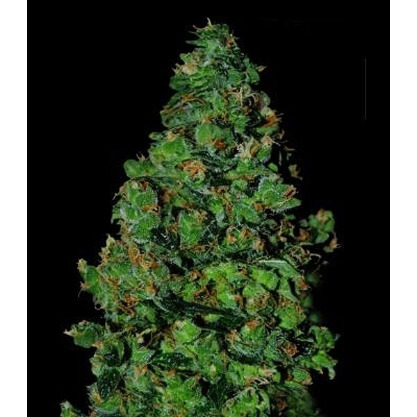 Membrana Hiper Auto (VIP Seeds) feminizada