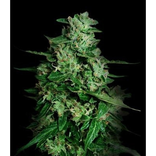 Northern Delights Auto (VIP Seeds) feminizada