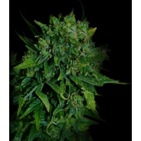 VIP Auto (VIP Seeds) feminizada