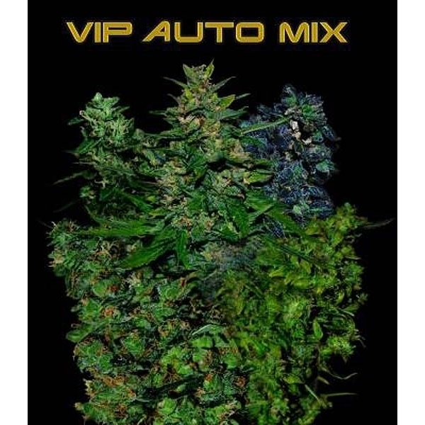 VIP Auto Mix (VIP Seeds) feminizada