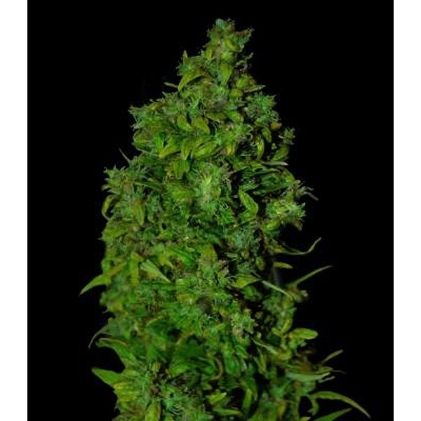 VIP Dwarf Auto (VIP Seeds) feminizada