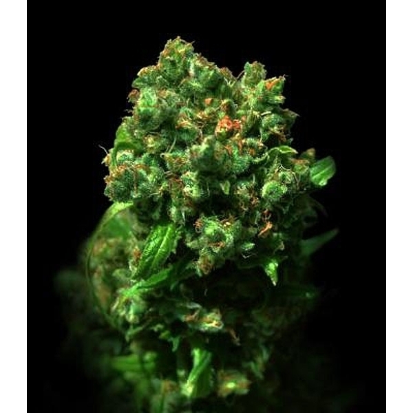 Love Peace (VIP Seeds) feminizada