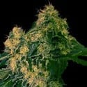 Torpedo (VIP Seeds) feminizada