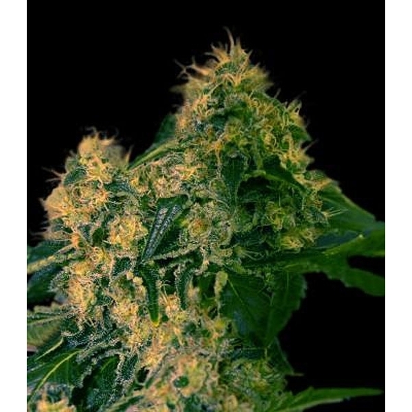 Torpedo (VIP Seeds) feminizada