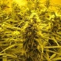 Channel + (Medical Seeds) feminizada