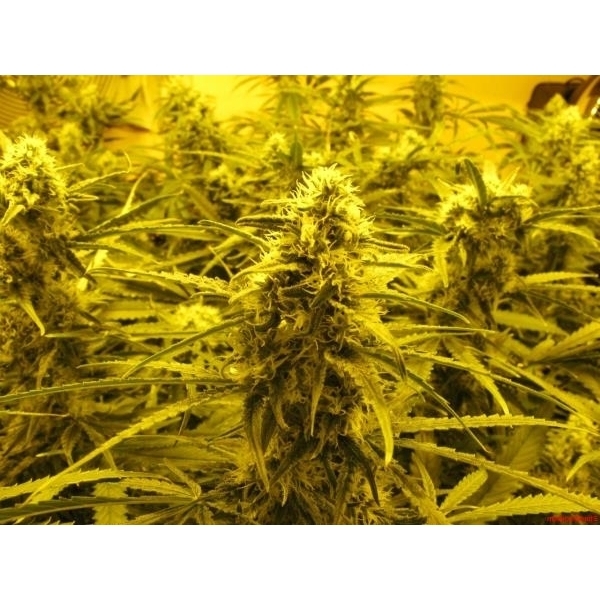 Channel + (Medical Seeds) feminizada