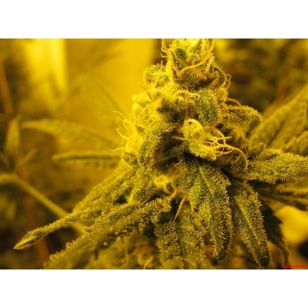 Channel + (Medical Seeds) feminizada