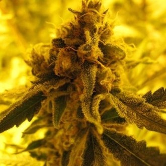 Channel + (Medical Seeds) feminizada