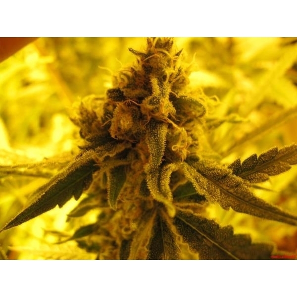 Channel + (Medical Seeds) feminizada