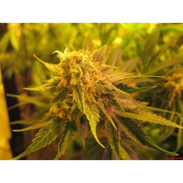 Devil Fruit (Medical Seeds) feminizada