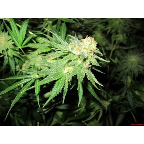 Devil Fruit (Medical Seeds) feminizada