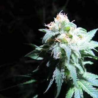 Devil Fruit (Medical Seeds) feminizada