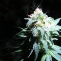 Devil Fruit (Medical Seeds) feminizada