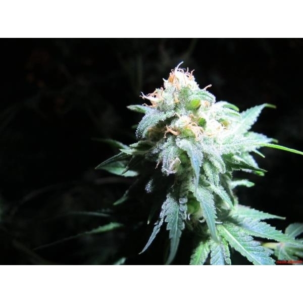 Devil Fruit (Medical Seeds) feminizada