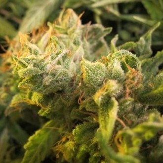 Devil Fruit (Medical Seeds) feminizada