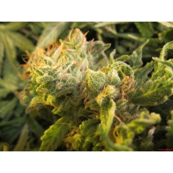 Devil Fruit (Medical Seeds) feminizada