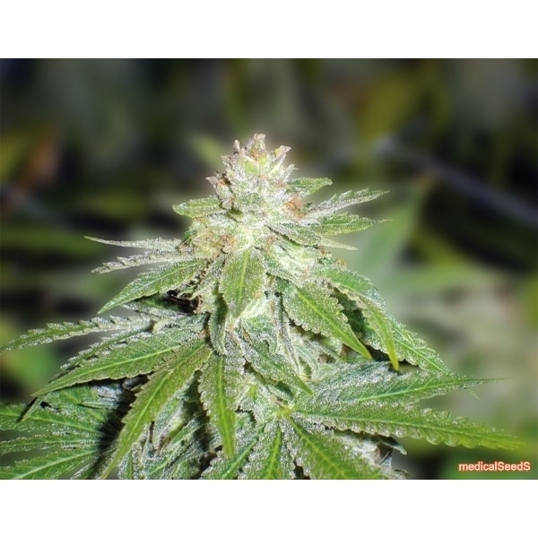 Devil Fruit (Medical Seeds) feminizada