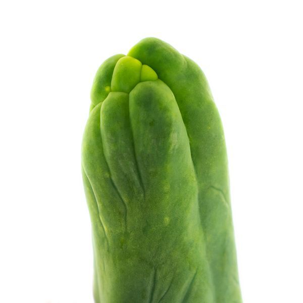 Bolivian Torch 'Monstrose' (Planta do Pénis)