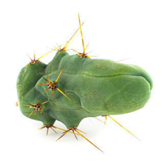 Bolivian Torch 'Monstrose' (Planta do Pénis)