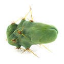 Bolivian Torch 'Monstrose' (Planta do Pénis)