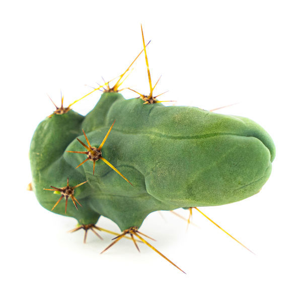 Bolivian Torch 'Monstrose' (Planta do Pénis)