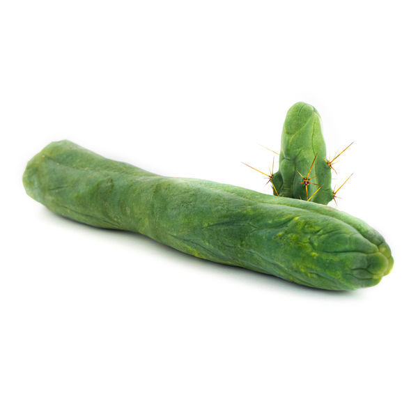 Bolivian Torch 'Monstrose' (Planta do Pénis)