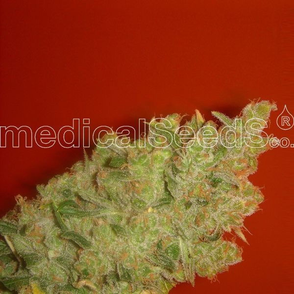 Jack La Mota (Medical Seeds) Feminizada