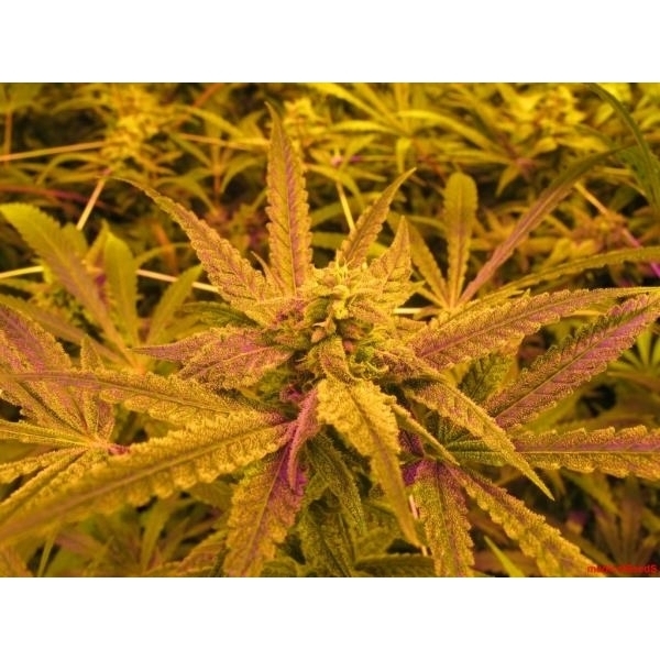 No Name (Medical Seeds) feminizada