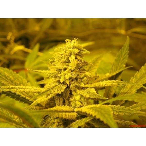 No Name (Medical Seeds) feminizada