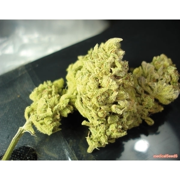 No Name (Medical Seeds) feminizada