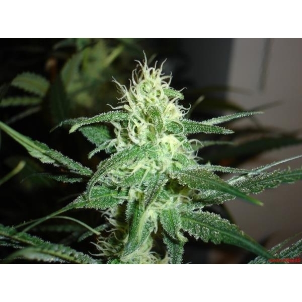 Prozack (Medical Seeds) feminizada