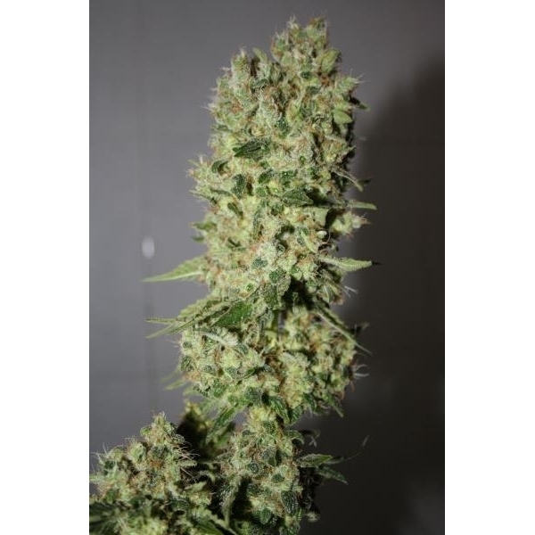 BCN Sour Diesel (Medical Seeds) feminizada