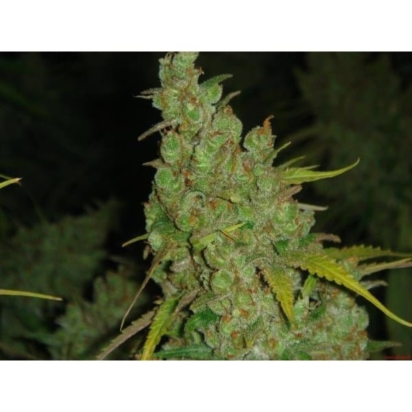 1024 (Medical Seeds) feminizada