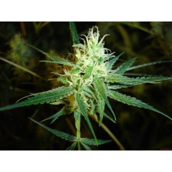 1024 (Medical Seeds) feminizada