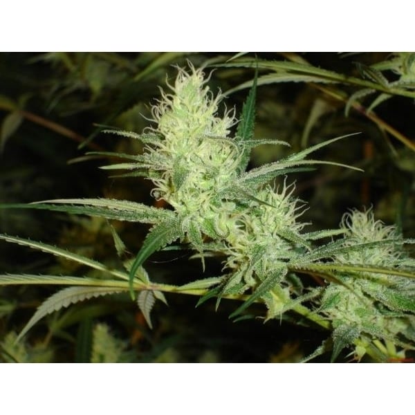 1024 (Medical Seeds) feminizada