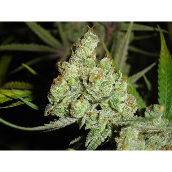 1024 (Medical Seeds) feminizada