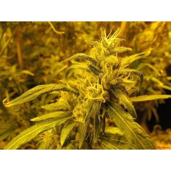 2046 (Medical Seeds) feminizada