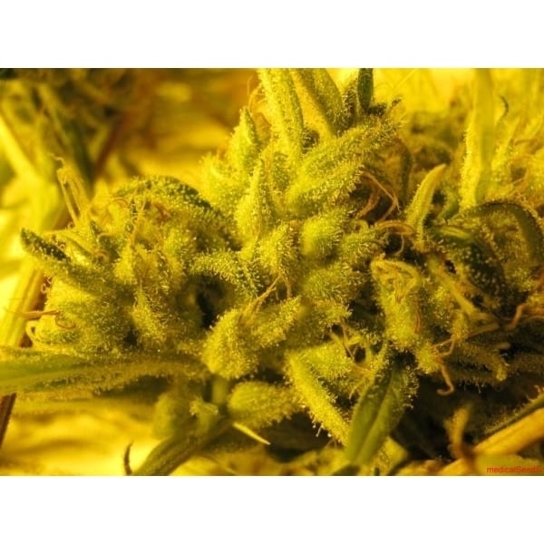 2046 (Medical Seeds) feminizada