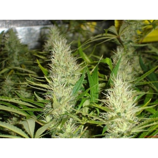 Malakoff (Medical Seeds) feminizada