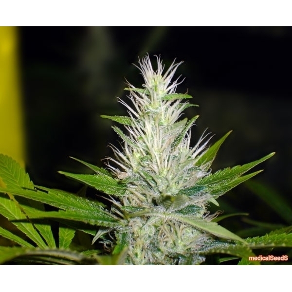 Malakoff (Medical Seeds) feminizada